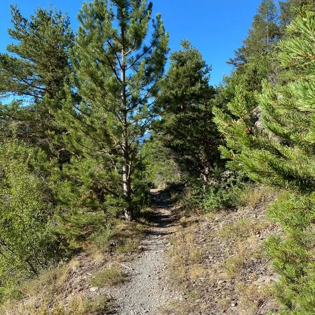 Un sentier caillouteux montant entre les pins, sous un ciel bleu